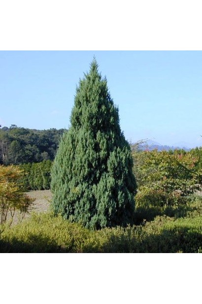 Ялівець Стрікта в ландшафті